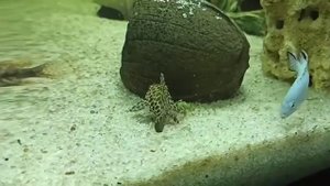 Птеригоплихт (Парчовый сом) – гигантский сом прилипала