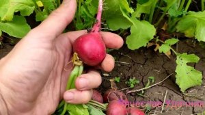 Редис, Дуро Краснодарское