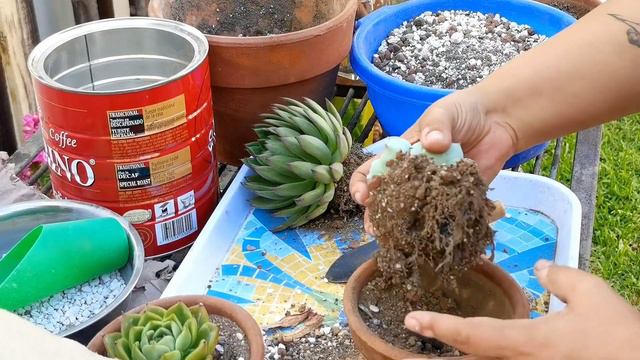 Juntamos 3 Sucus!  E. Chihuahuaensis-E. Colorata x Agavoides-E. Agavoides Christmas  Any Grc