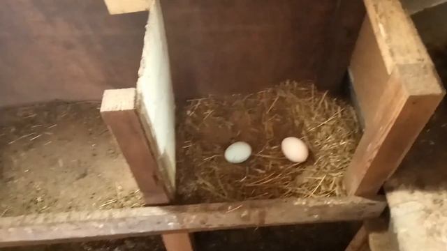 Итоги нашего эксперимента с дрожжами и яблочным уксусом/  Как увеличить яйценоскость кур-несушек