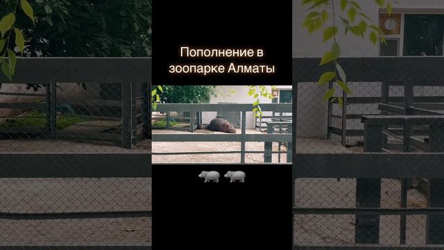 Пополнение в зоопарке Алматы 🦛 родился малыш бегемотик 🐣