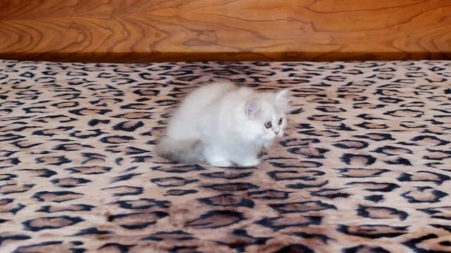 Длинношерстный котенок британской серебристой шиншиллы