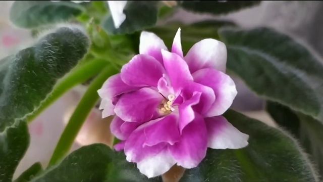 10 СОРТОВ ФИАЛОК С НАЗВАНИЯМИ. смотреть онлайн