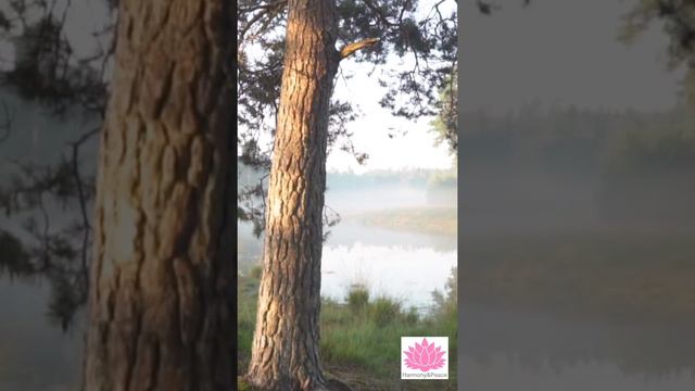 #short #загадайжелание #медитация МОЩНАЯ МЕДИТАЦИЯ ИСПОЛНЕНИЕ ЖЕЛАНИЙ | ЗАКАЗ ВСЕЛЕННОЙ| Притяжение
