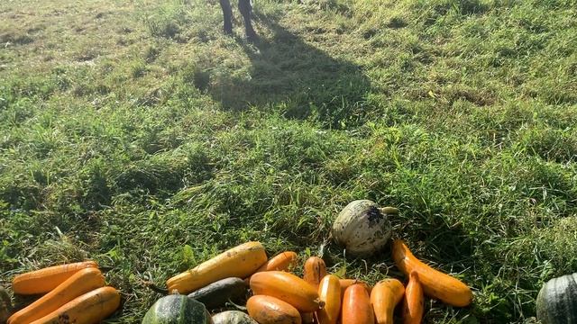 Наш осенний марафон! смотреть онлайн