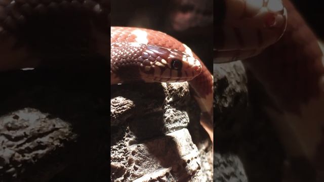 Калифорнийская Королевская змея смотреть онлайн