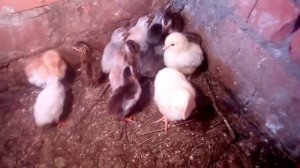 Цесарка домашняя