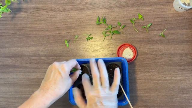 Немезия Черенкование 🌱🌺🍃