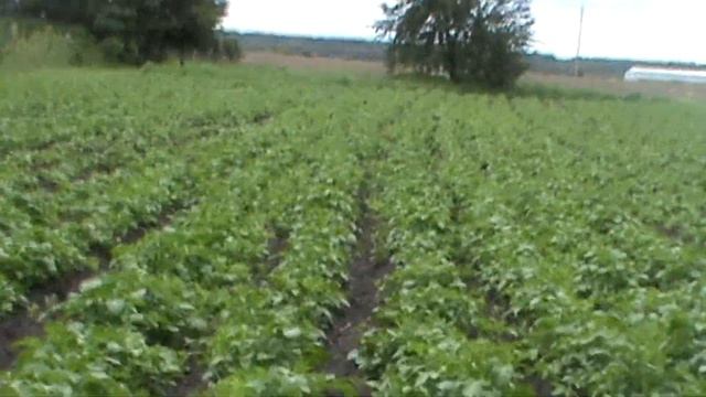 Картофель на 27 мая 2017. Секрет хорошего урожая. Обгон картофеля смотреть онлайн