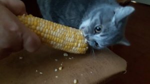 Кот ест кукурузу