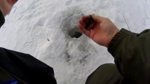 УЛОВИСТАЯ СНАСТЬ ПО ЗИМНЕМУ ОКУНЮ/ НА ДНЕПРЕ/БОМБА/ПРОВОДКА