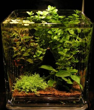 Мастер - класс по запуску аквариума креветочника! Креветочник 30 литров 2 часть Потапенко Руслан