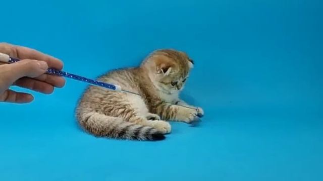 Карапуз Джонни, милейшее создание смотреть онлайн