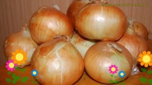 Лук репчатый Шекспир (Лук репчатый). Краткий обзор, описание характеристик, где купить луковицы