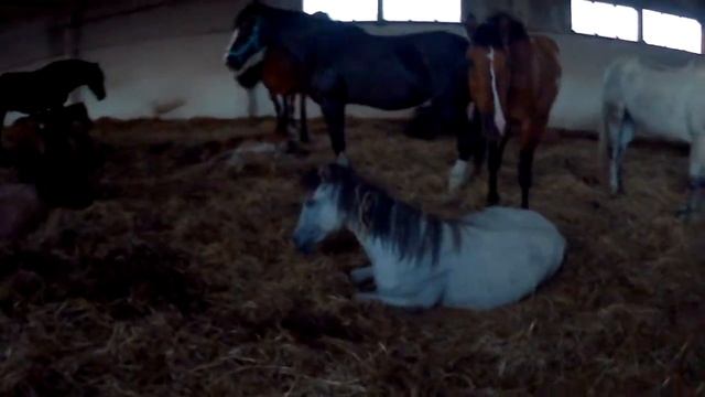 Лошади спят в общей конюшне: просто милое видео смотреть онлайн