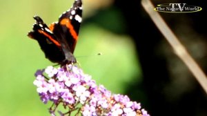 Бабочка Адмирал в сентябре на цветущем плюще.Pet Butterfly Red Admiral-4K.