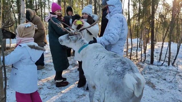 Мурманск. День 2. Парк "Северное сияние". Ласковые хаски. Наглые Олени. Сияние. смотреть онлайн