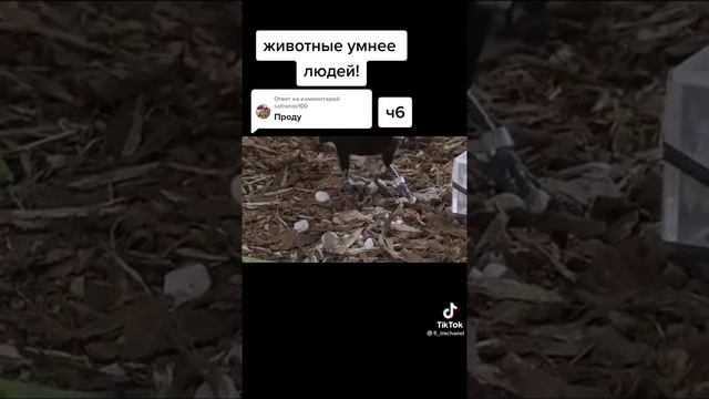 Умная ворона смотреть онлайн