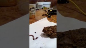 Жаба ест червей