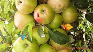 Яблоня колоновидная Чебурашка (malus) ? яблоня Чебурашка обзор: как сажать саженцы яблони Чебурашка