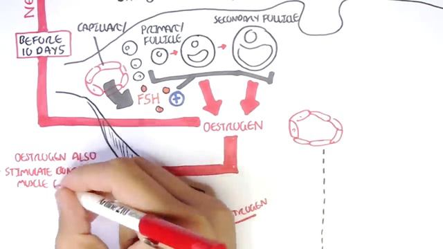 Female Reproductive System - Menstrual Cycle, Hormones and Regulation