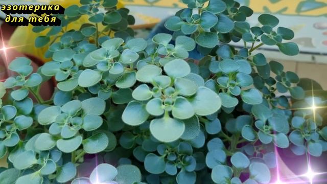 Никогда не берите в подарок такой цветок в горшке, иначе придёт смерть смотреть онлайн