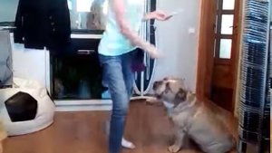 Английский бульдог выполняет команды
