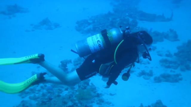 Red Sea Diving: Sharm-el-Sheikh смотреть онлайн
