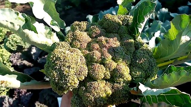 Первый Урожай Капусты БРОККОЛИ "Лорд". 22 июля 2021г. смотреть онлайн