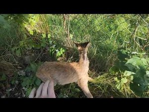 Ловлю дикую косулю руками. Попалась в ловушку | Miroslav