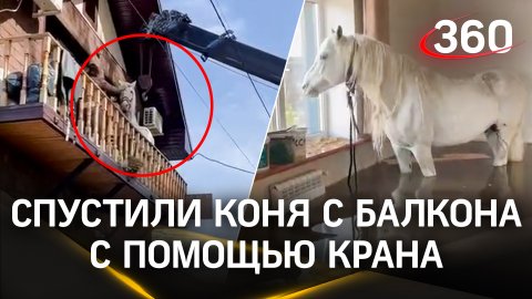 Видео: коня снимают краном с балкона в Оренбурге