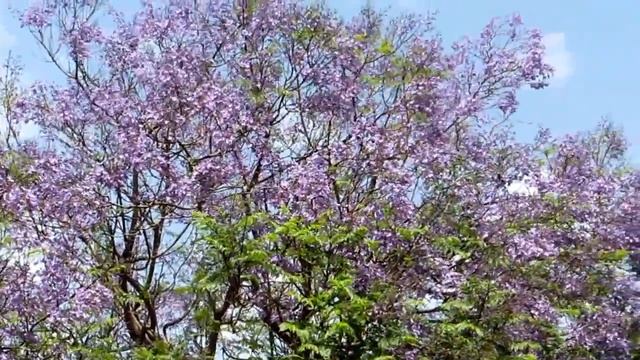 Жаккаранда или Фиалковое дерево ,цветёт в апреле!!!Израиль.Кирьят-Ям смотреть онлайн