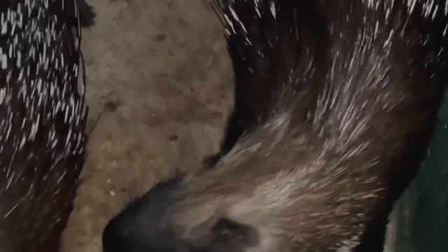 ТАКАЯ МИЛОТА-у нас снова рождение малышей! смотреть онлайн