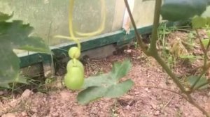 Виноград Барс и Боярин селекции Павловского Е.Г.  2020г.