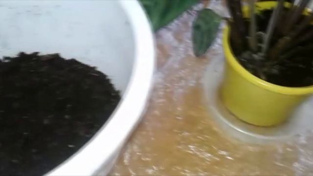 Калатея  Посадка калатеи на постоянное место