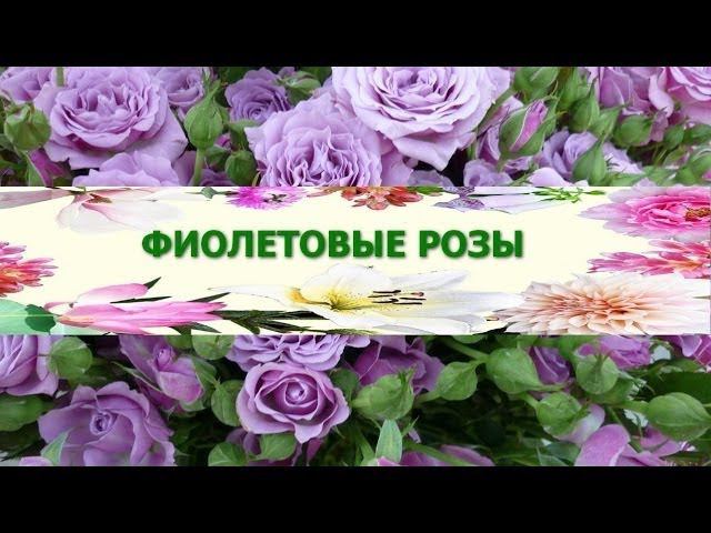 Фиолетовые цветы гифка открытка. Сиреневые розы куст. Песня в саду сиреневые розы остались век. Песня в саду сиреневые розы остались век. Фиолетовые розы.