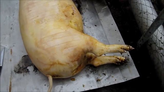 РАЗДЕЛКА СВИНЬИ В КОЛХОЗЕ ОТ НАЧАЛА ДО КОНЦА смотреть онлайн