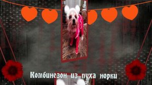 Комбинезон на собаку