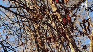 Кристина Мотиватор.Почему бросила канал. Ольга Брендовна.Могла купить квартиру ,но не купила