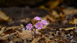 BRUNO GRONING EINSTELLEN IN NATURE--MEDITATION & SPIRITUAL HEALING--MY SOUL LIKE FLOWERS IN THE WIN