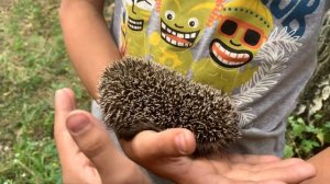 Ежик в лесу.