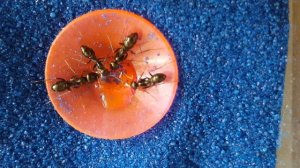 Муравьи степные бегунки пьют сахарный сироп!