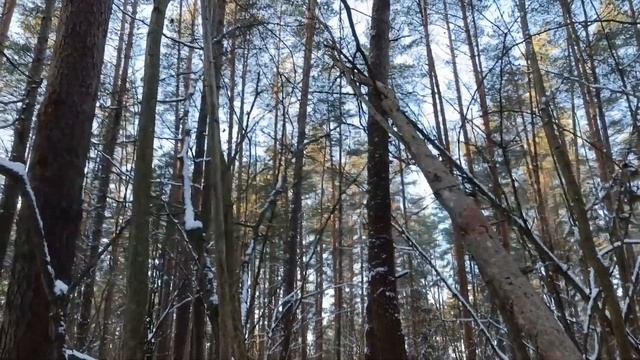 ЗИМОЙ В ДИКОМ ЛЕСУ СТРОЮ ЗЕМЛЯНКУ | Bushcraft смотреть онлайн