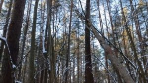 ЗИМОЙ В ДИКОМ ЛЕСУ СТРОЮ ЗЕМЛЯНКУ | Bushcraft