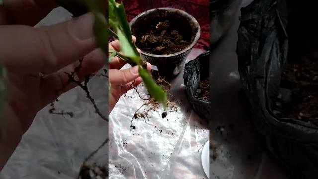 декабрист (так же рождественик) решаем проблему уведания листьев смотреть онлайн