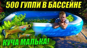 500 гуппи в бассейне спустя месяц! Куча малька! Акватеплица полна растений!