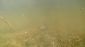 Подводная охота на мелких лиманах