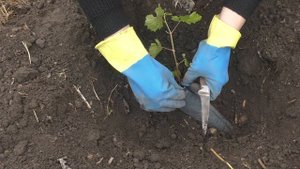 Посадка вегетирующих саженцев винограда
