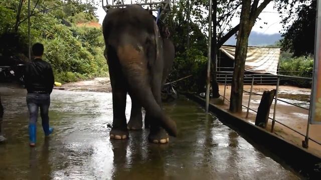 Вьетнам,Далат,парк Пренн(Ноябрь 2017г.) смотреть онлайн