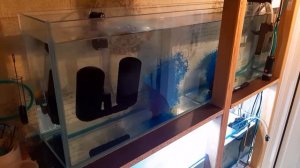 Коридорас Джули разведение.  часть 4 - я.  Проклюнулась икра, начинаем кормить.